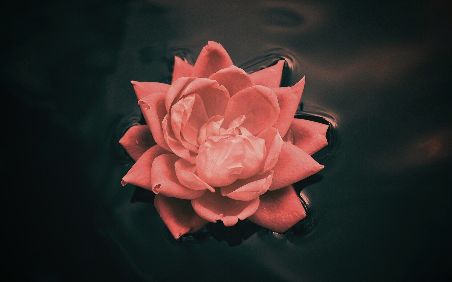 Красивый цветок на воде обои