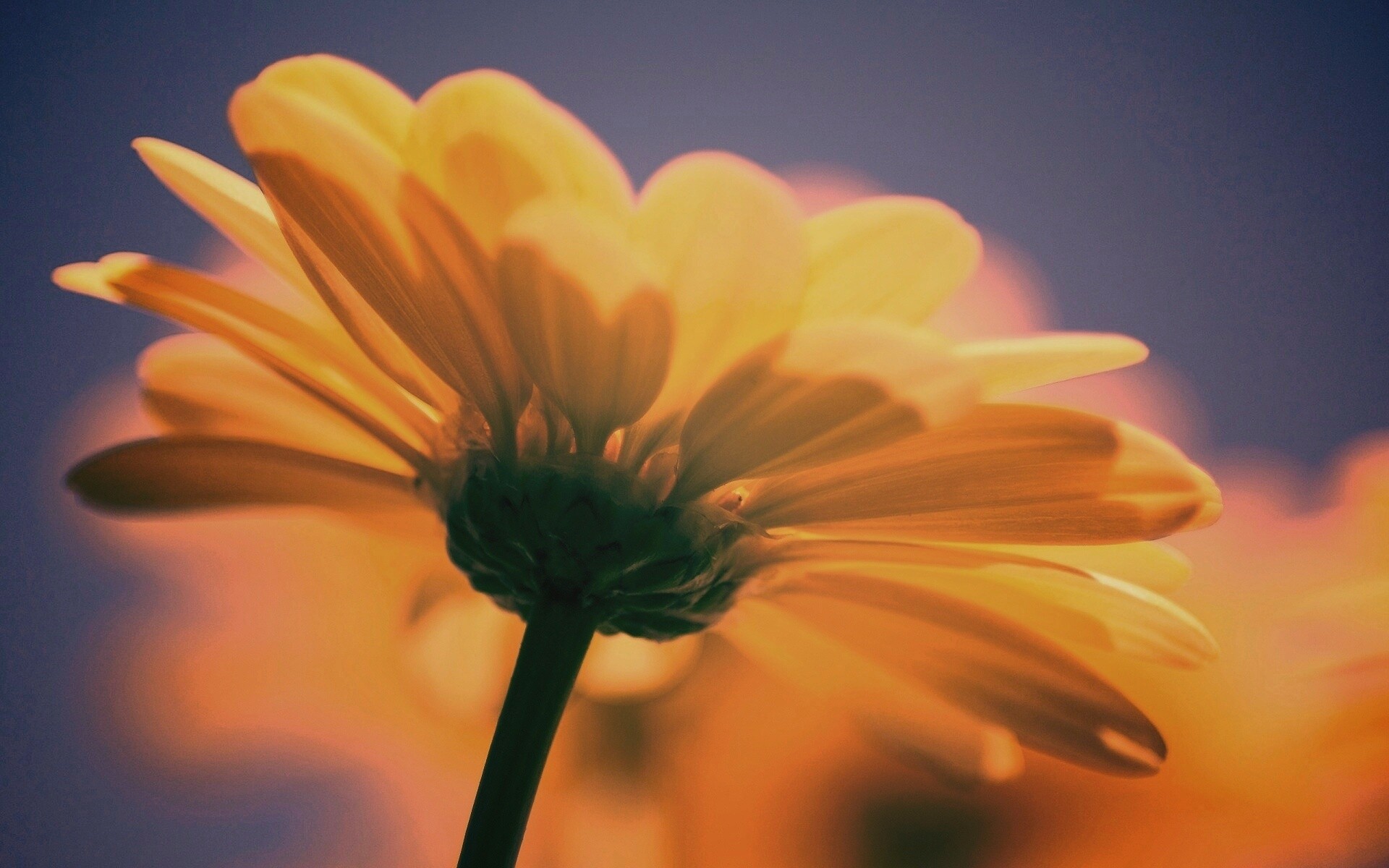 Макро-фото желтого цветка обои