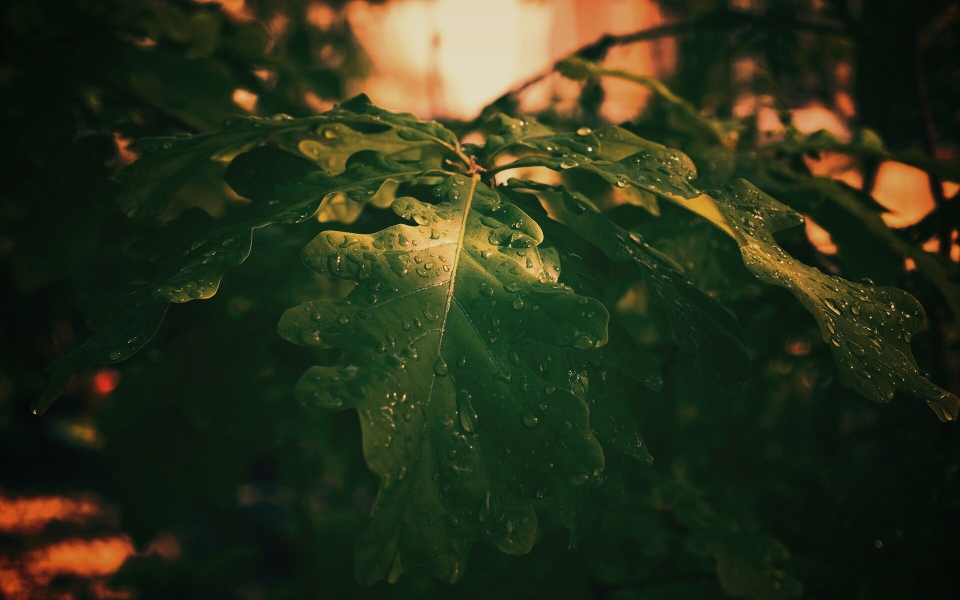 Сочные листья дуба обои