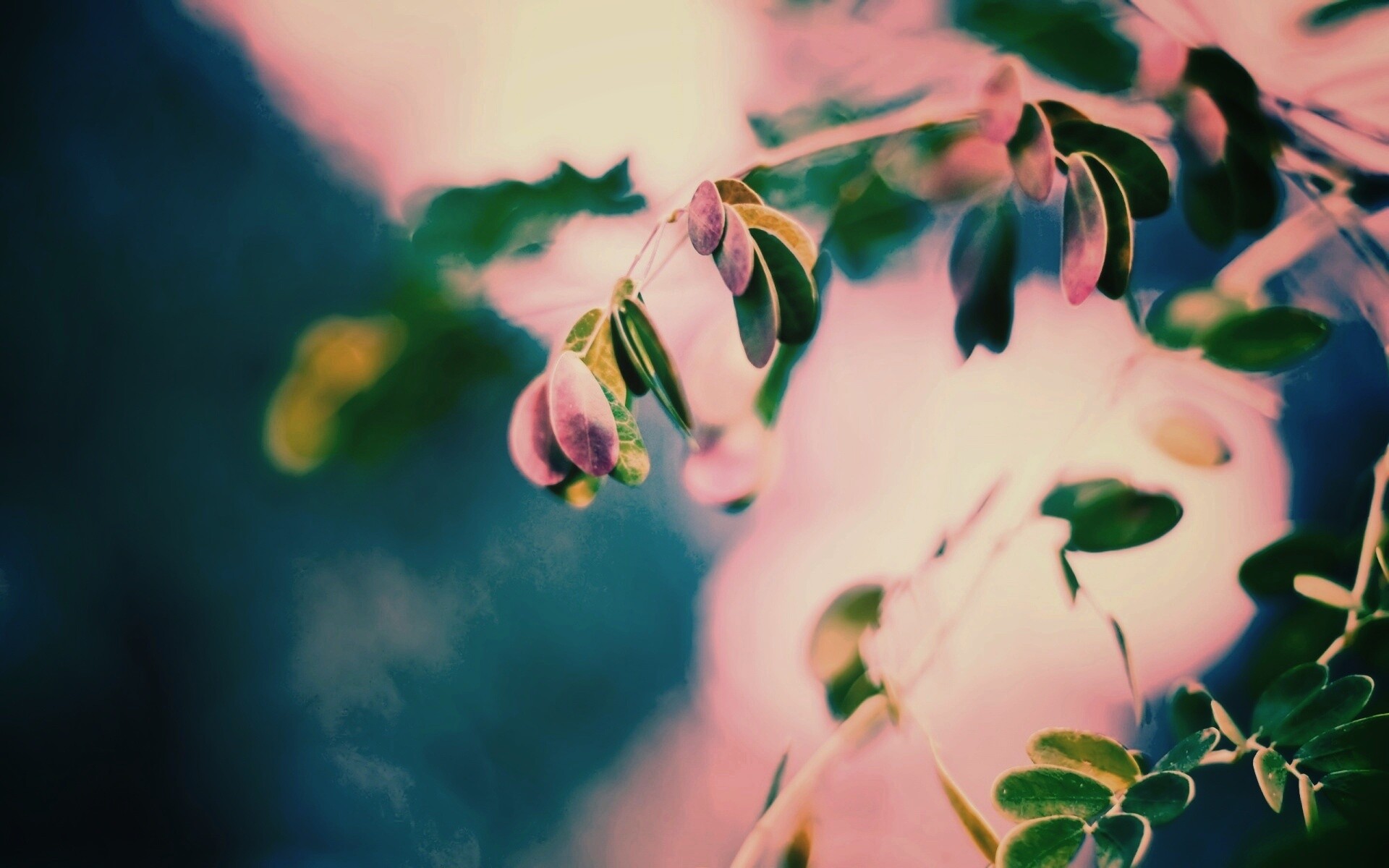 Фиолетовые листья обои