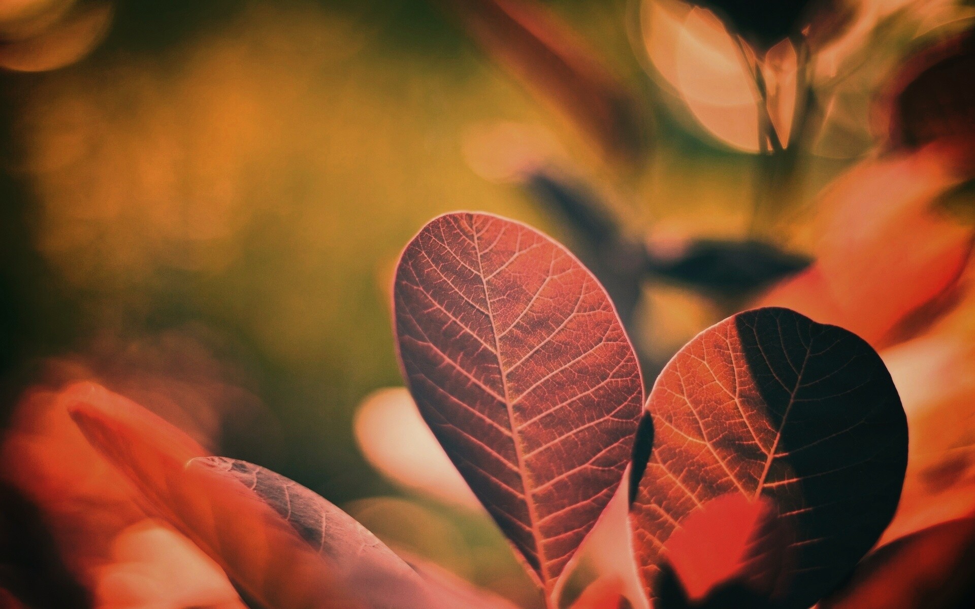 Красные листья обои