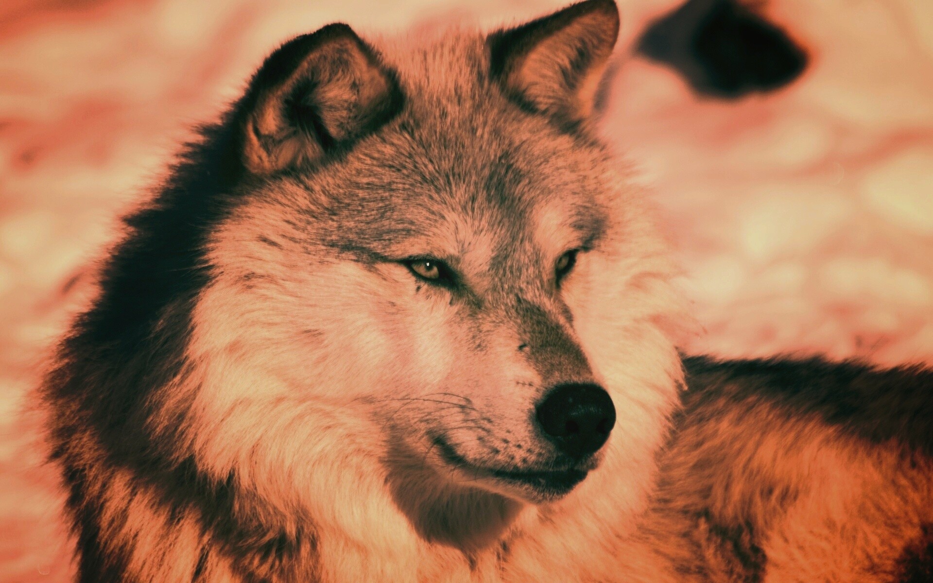 Лайка на снегу обои