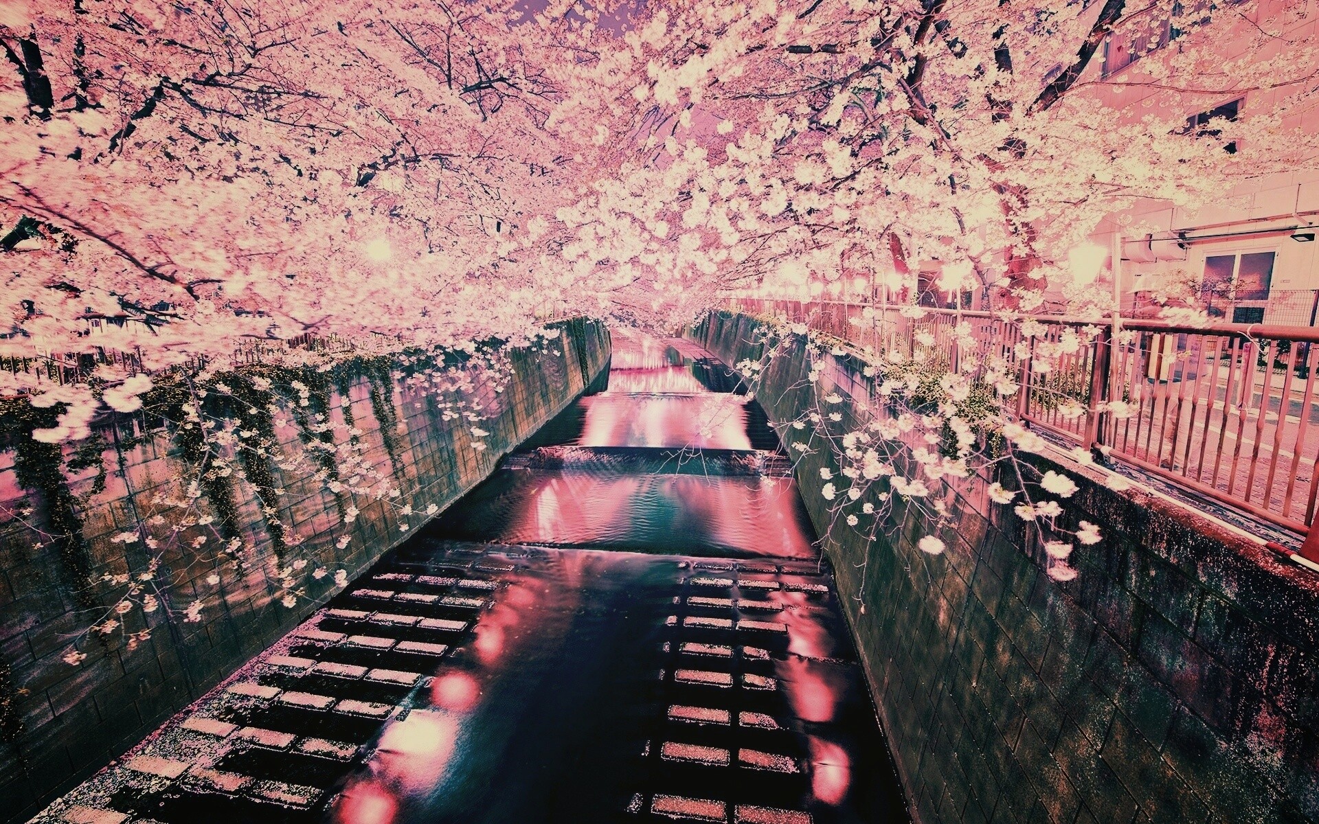 Река и цветение сакуры обои