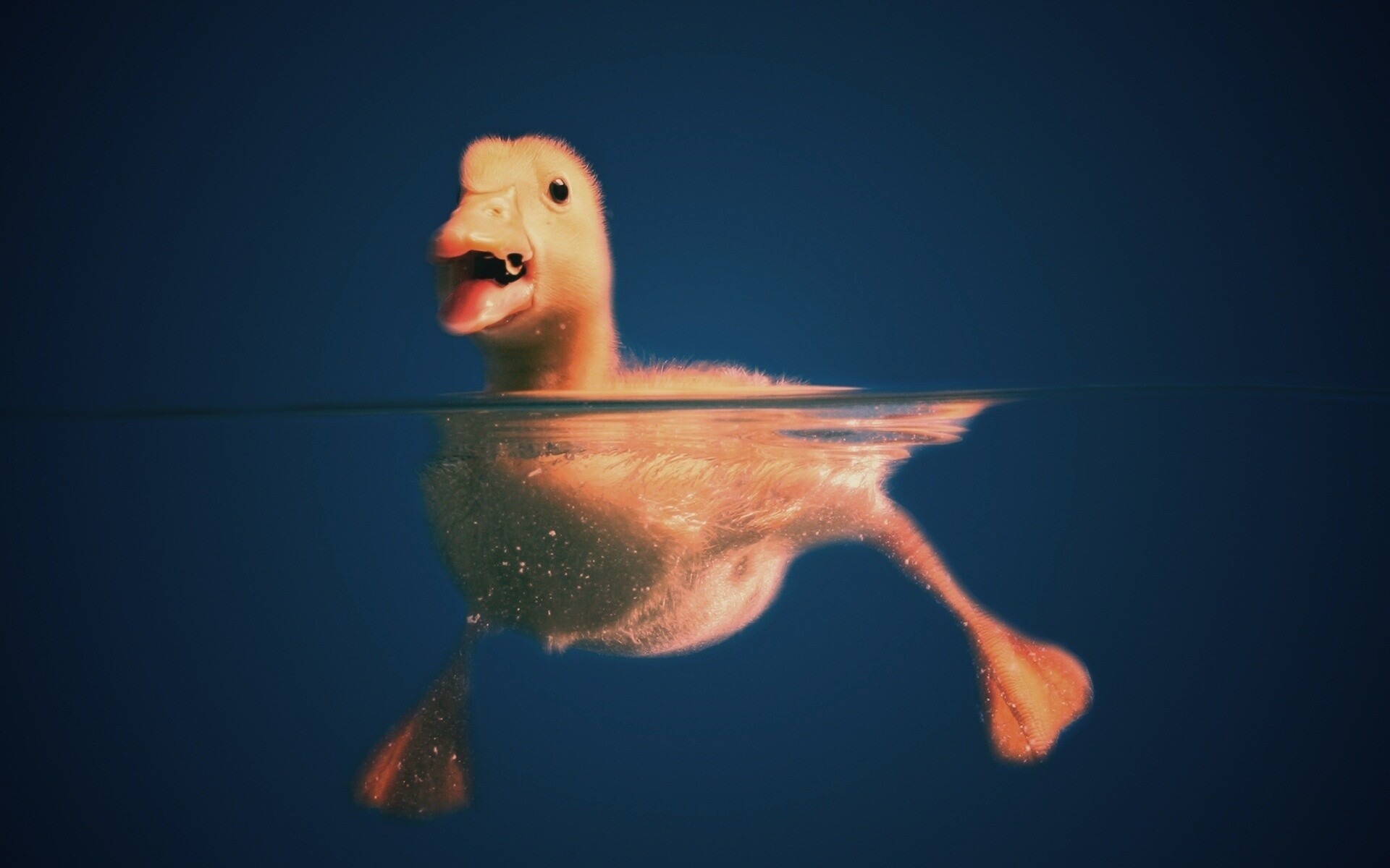 Утёнок в воде обои