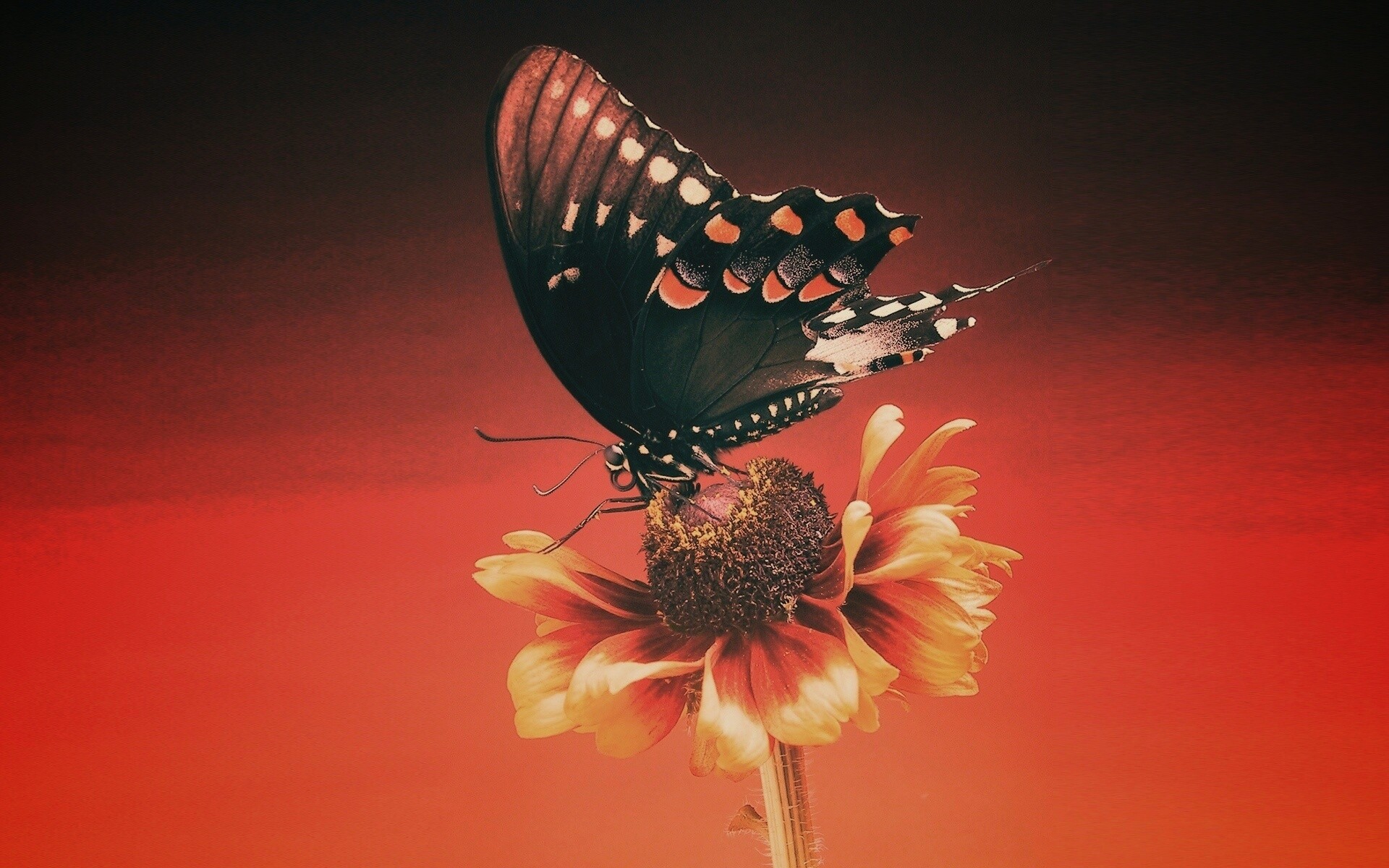 Бабочка на цветке обои