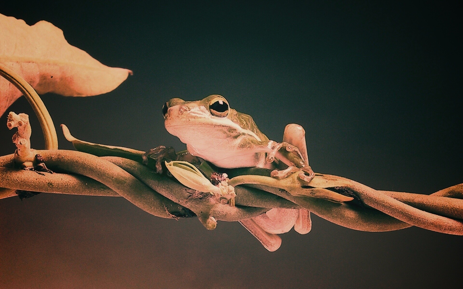 Лупоглазая лягушка на лиане обои