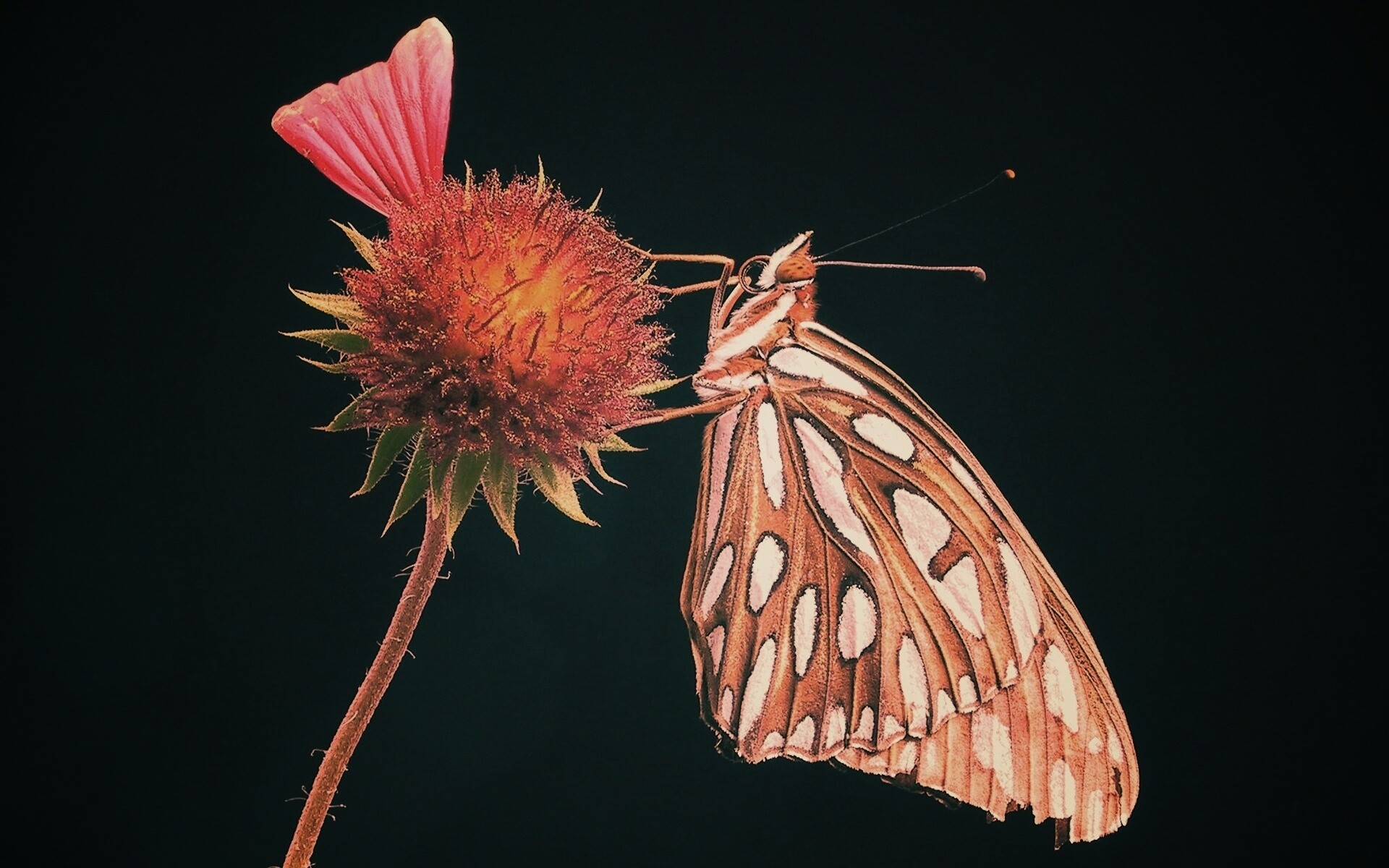 Бабочка на цветке обои