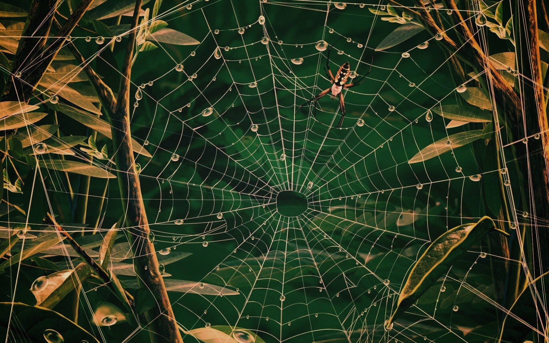 Паутина и паук обои