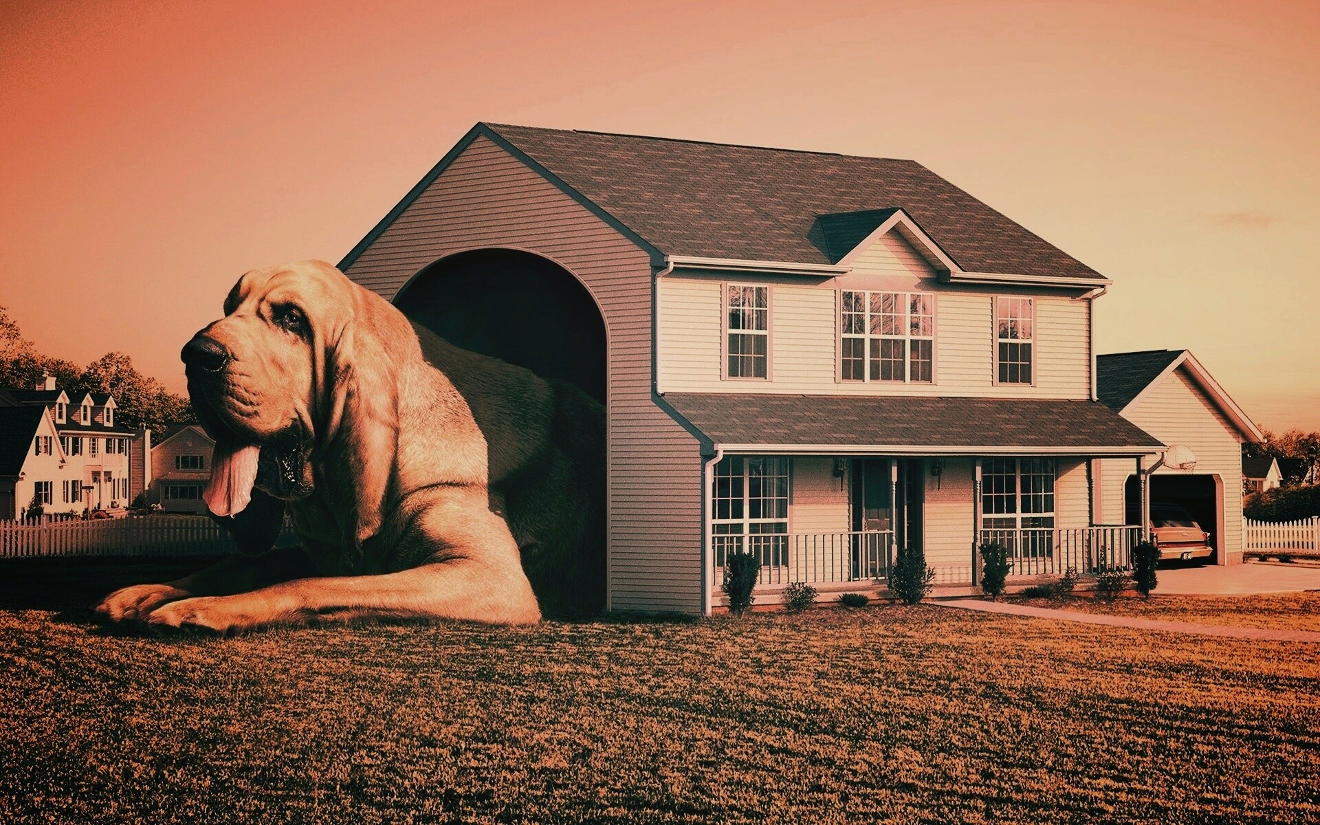 Действительно большая собака обои