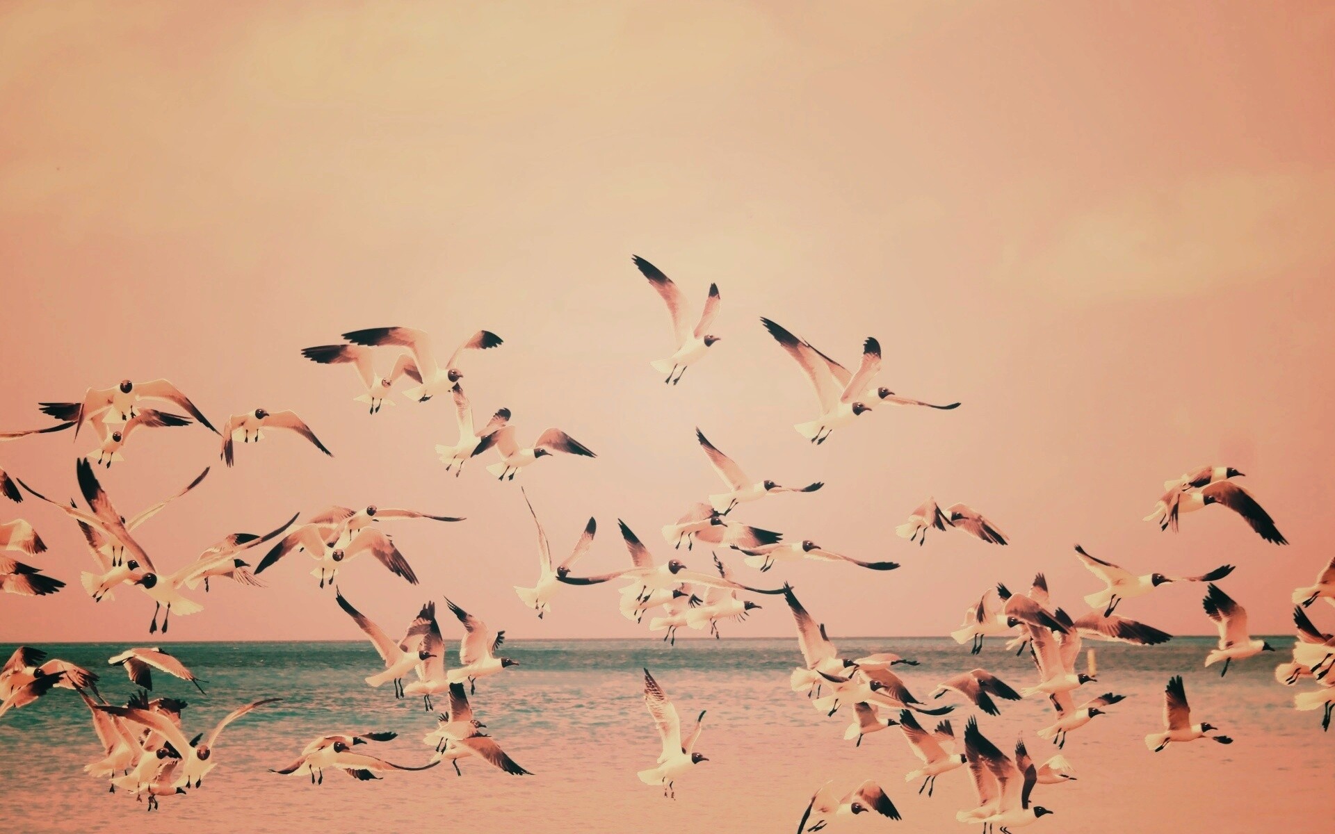 Стая взлетающих чаек обои
