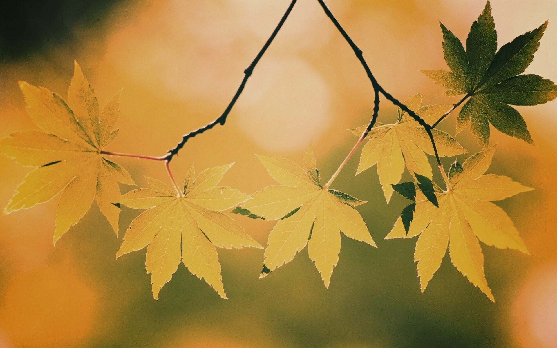 Зелёные листья обои