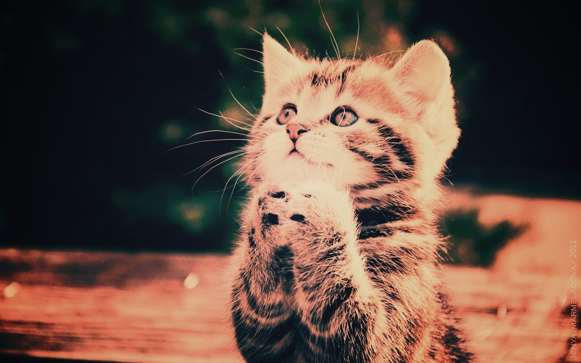 Непередаваемо прелестный котенок сложил лапки обои