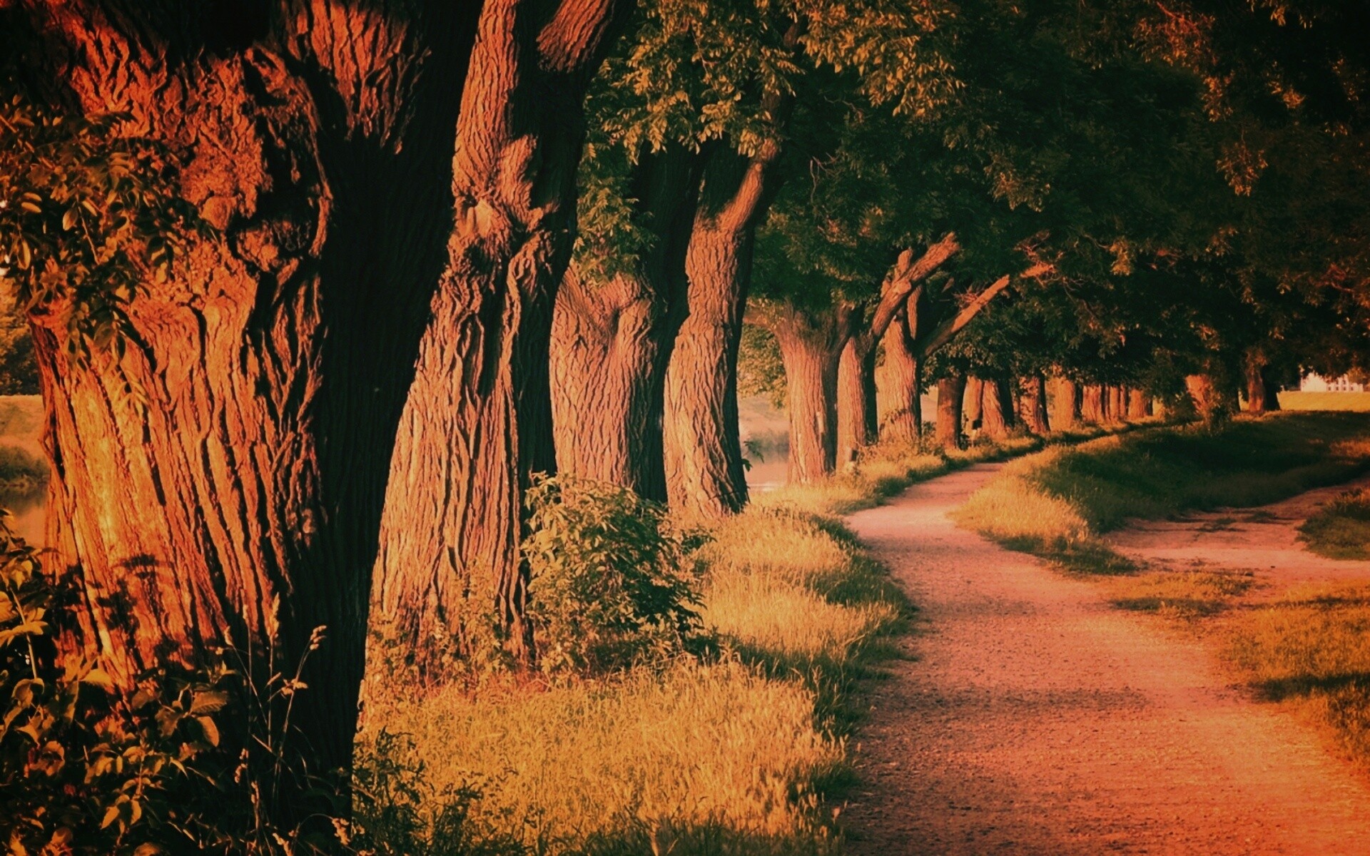 Аллея старых раскидистых деревьев обои