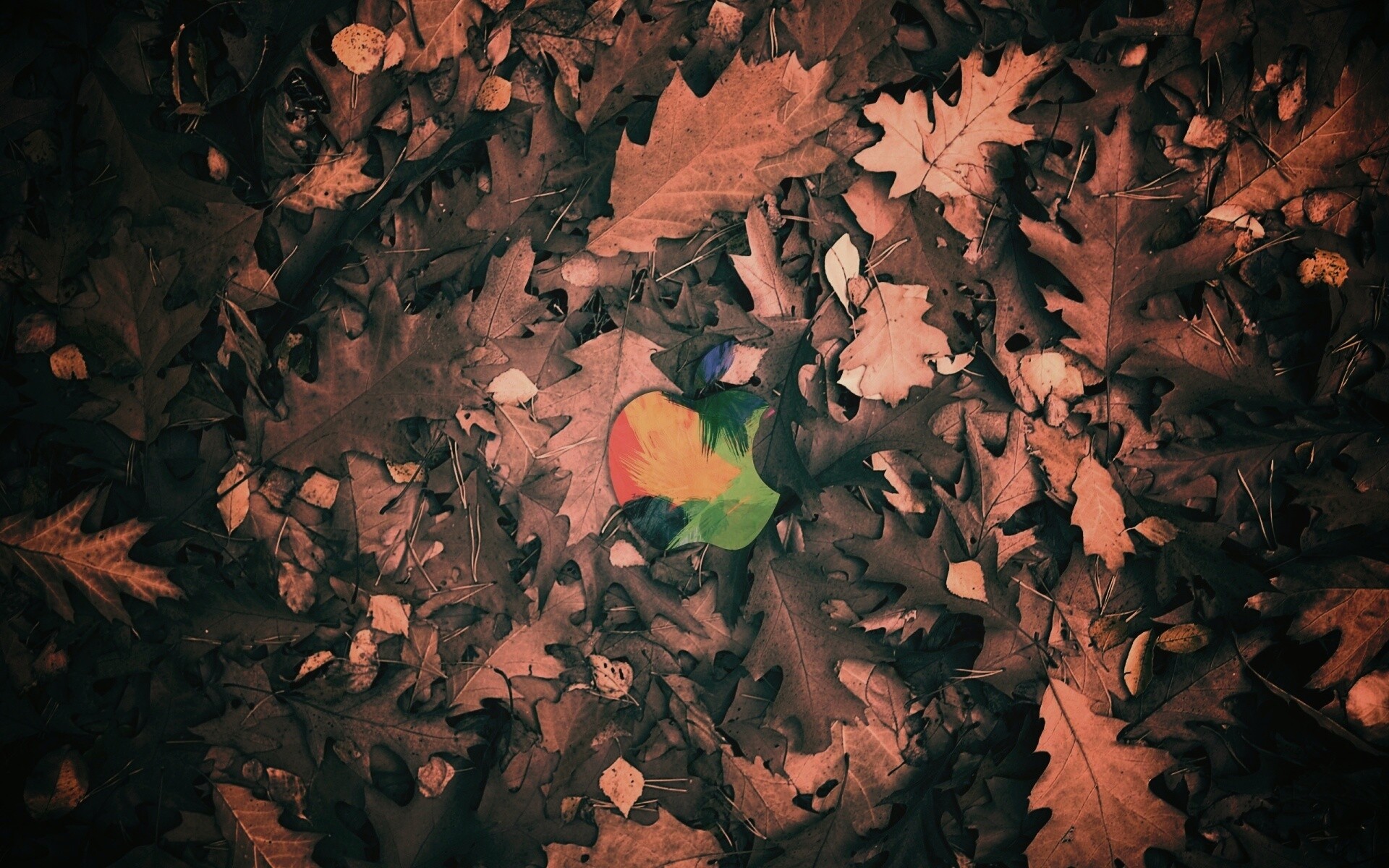 Яблоко в листьях обои