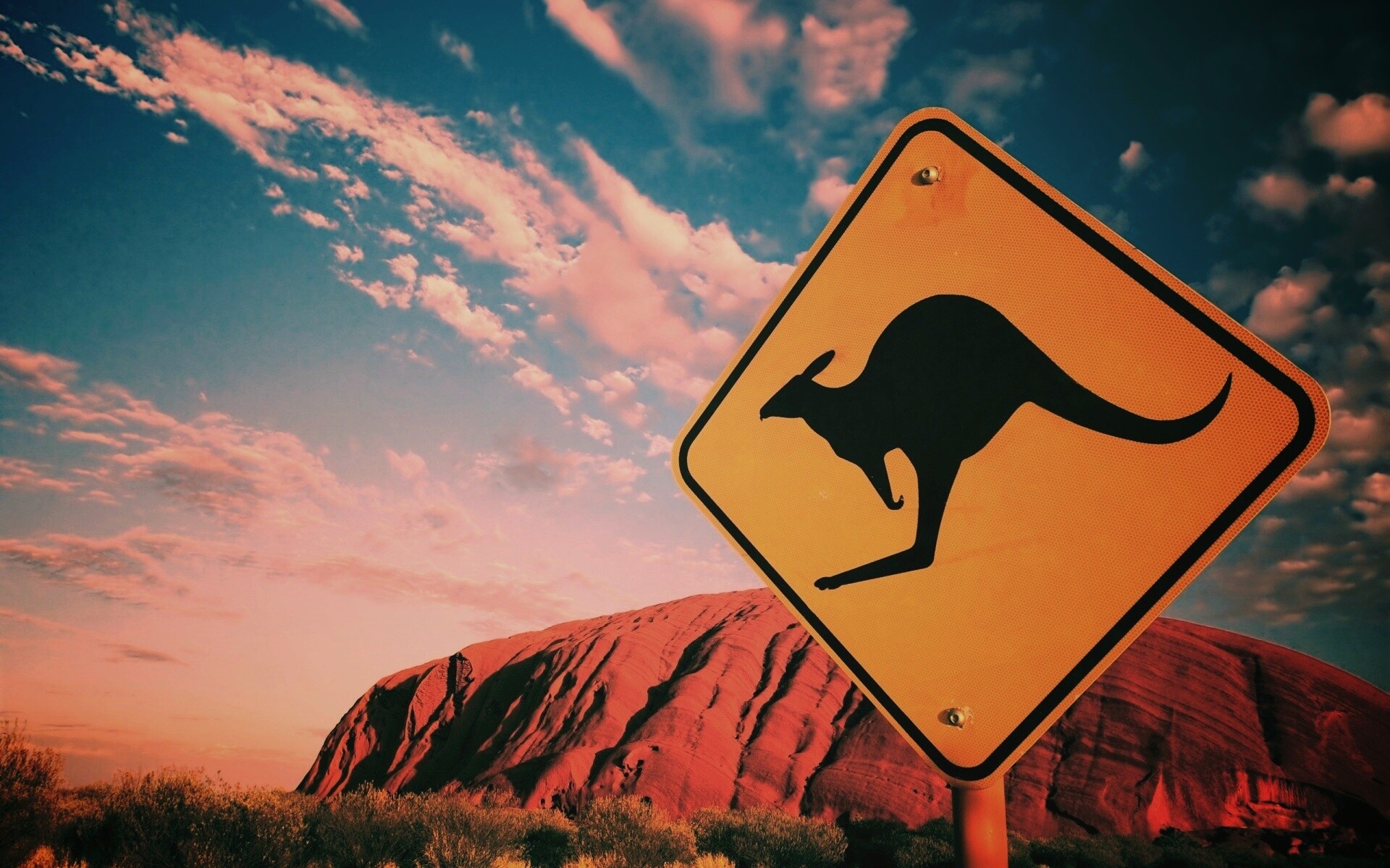 Осторожно, кенгуру! обои