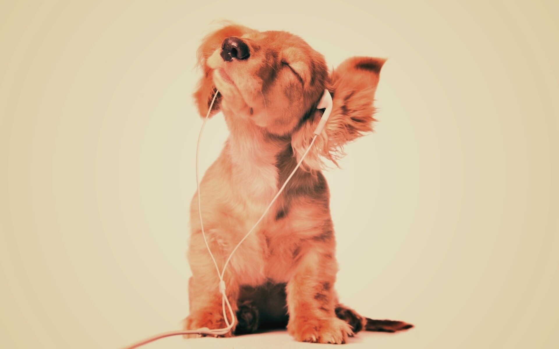 Щенок в наушниках обои