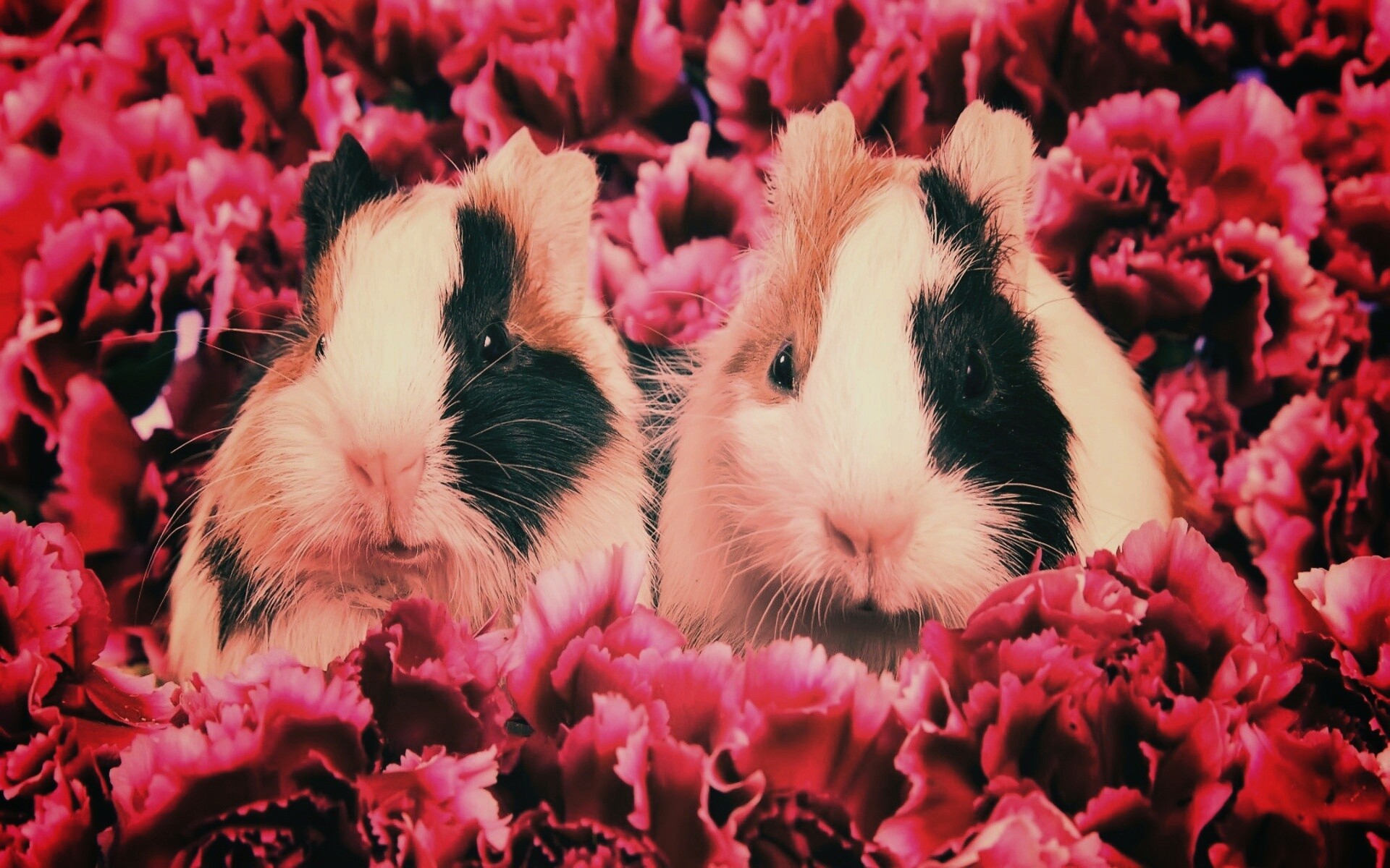 Морские свинки в гвоздиках обои