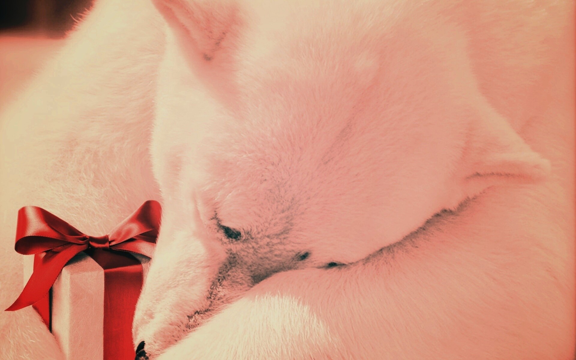 Белый мишка с подарком обои