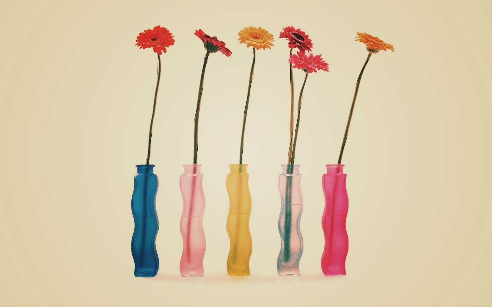 Герберы в изогнутых вазах обои