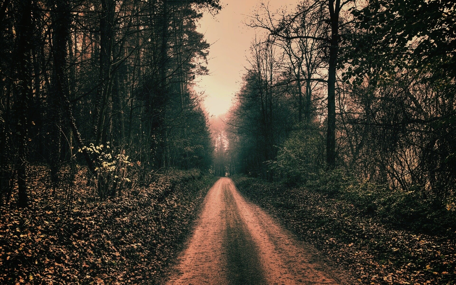 Дорога через лес обои