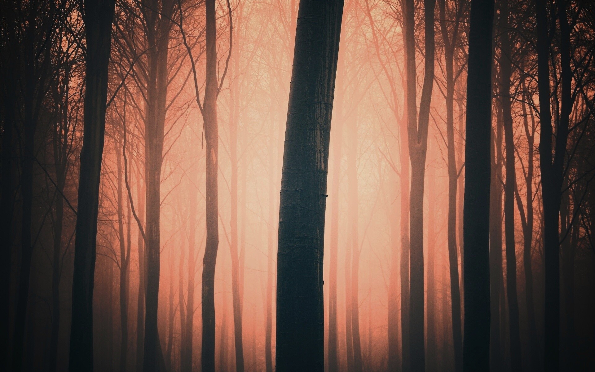 Туман в лесу обои