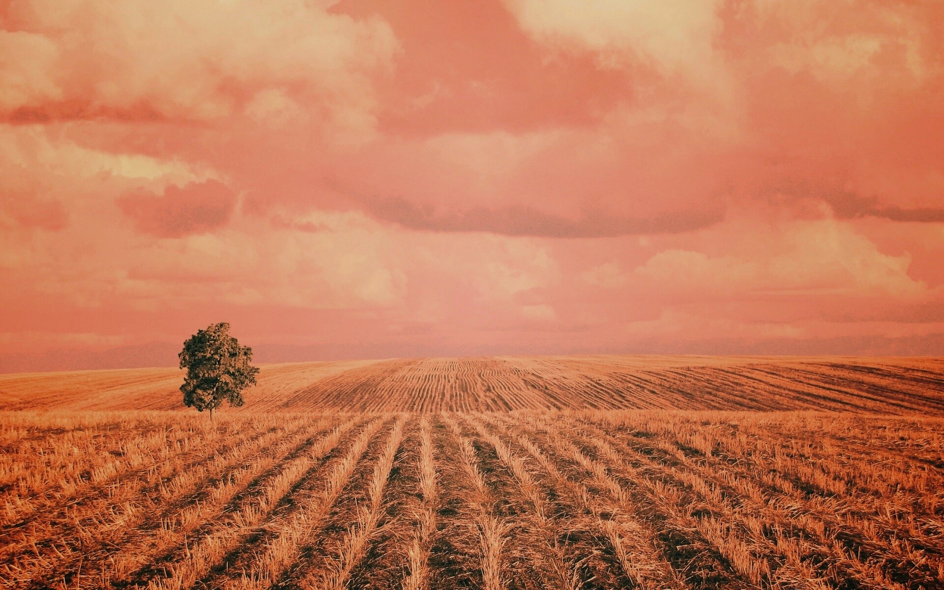 Дерево в поле обои