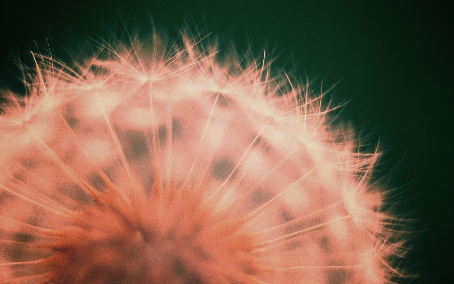 Макро фото одуванчика обои