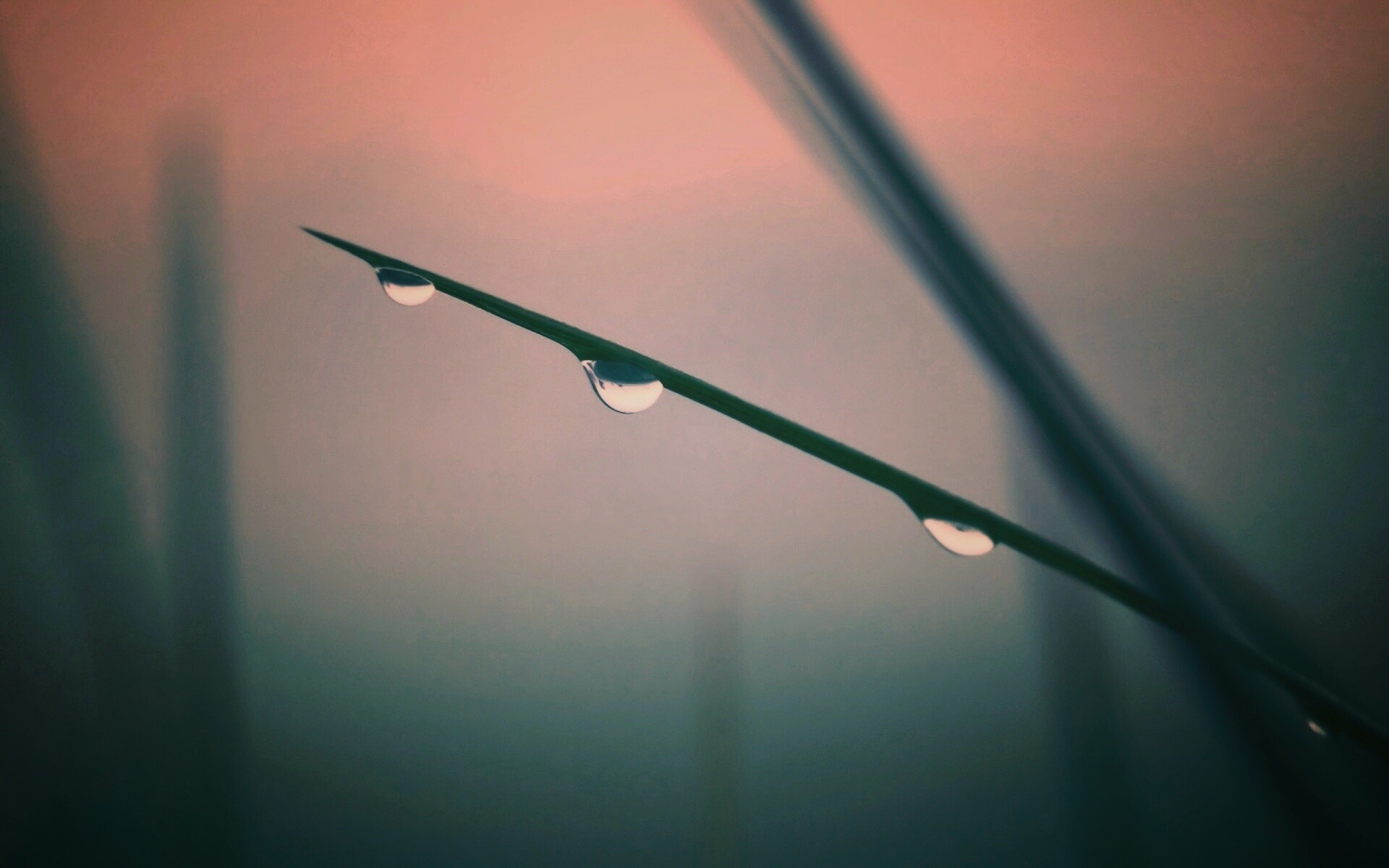 Трава после дождя обои