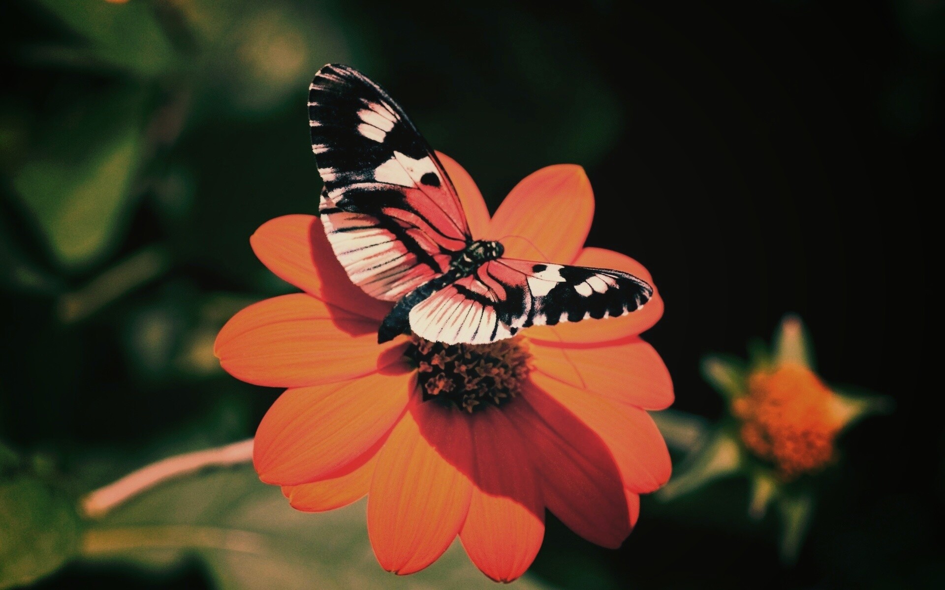 Бабочка на цветке обои