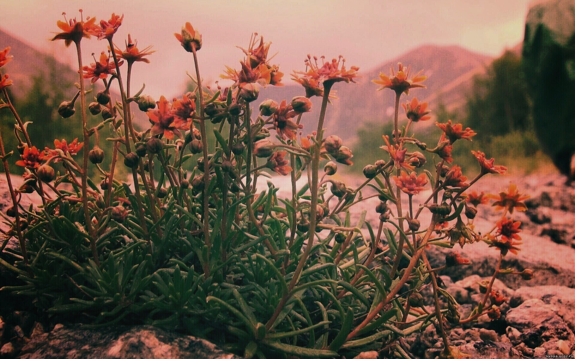 Горные цветы обои
