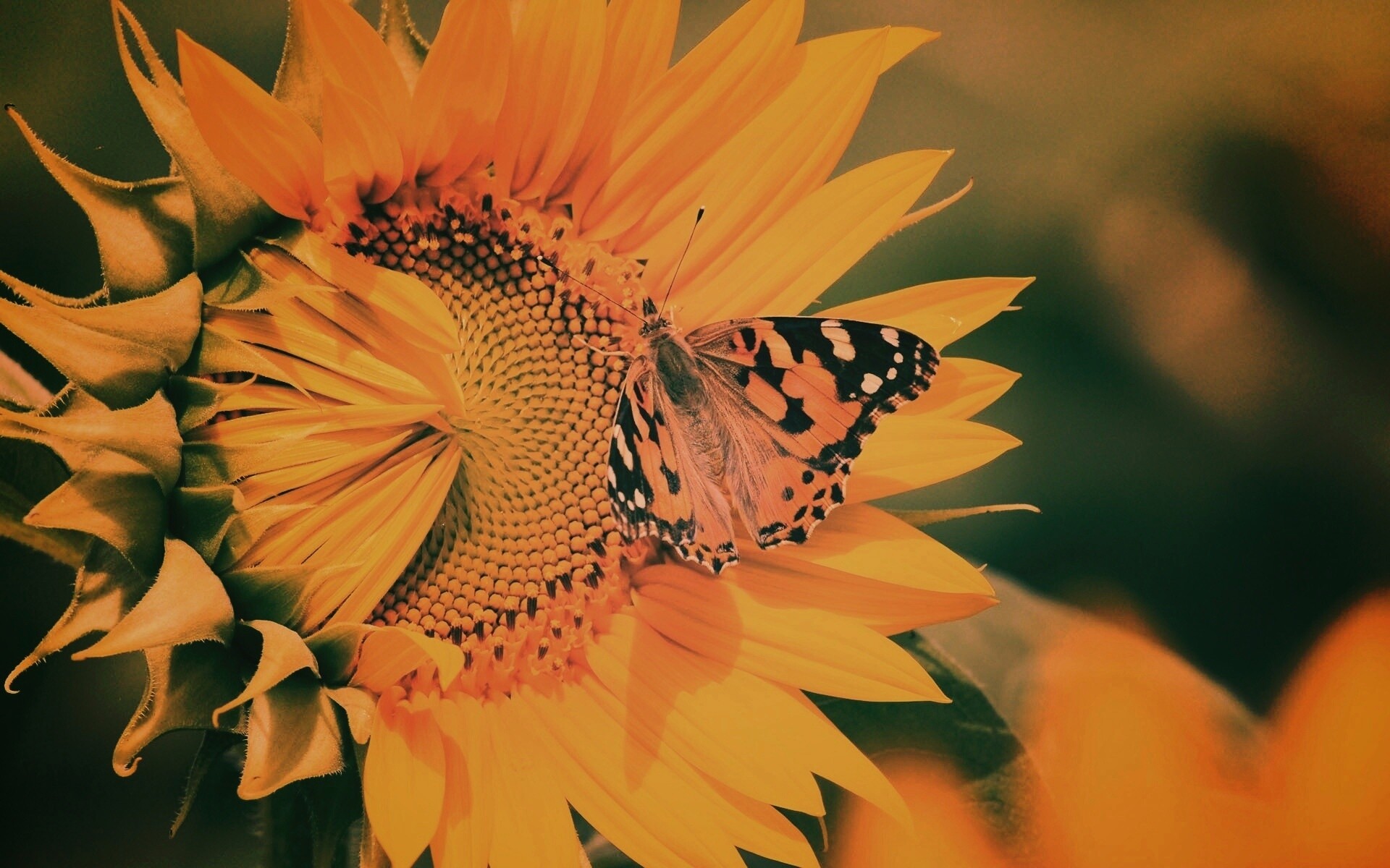 Бабочка на подсолнухе обои