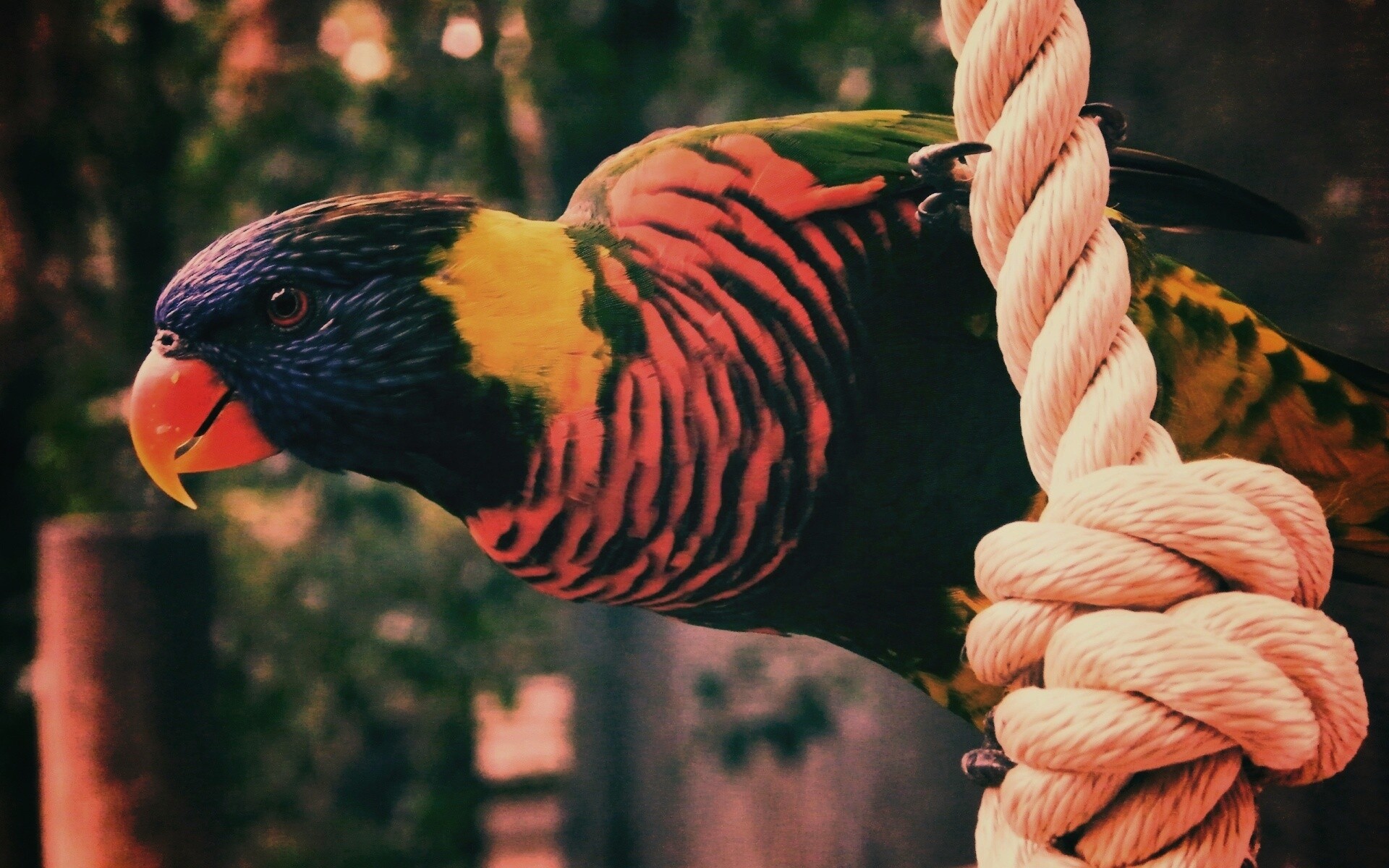 Попугай на канате обои