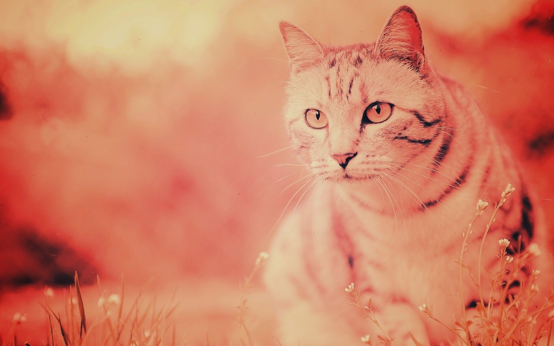 Кот в теплых тонах обои