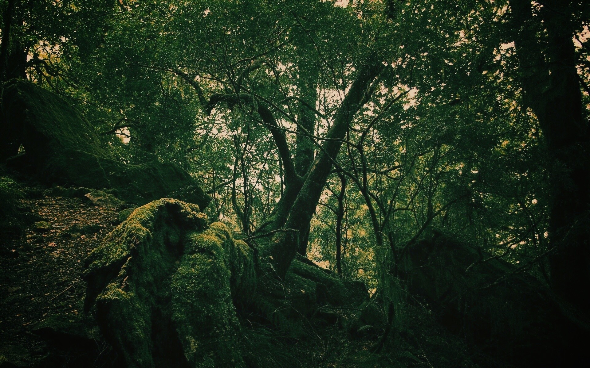 Чаща мшистого леса обои