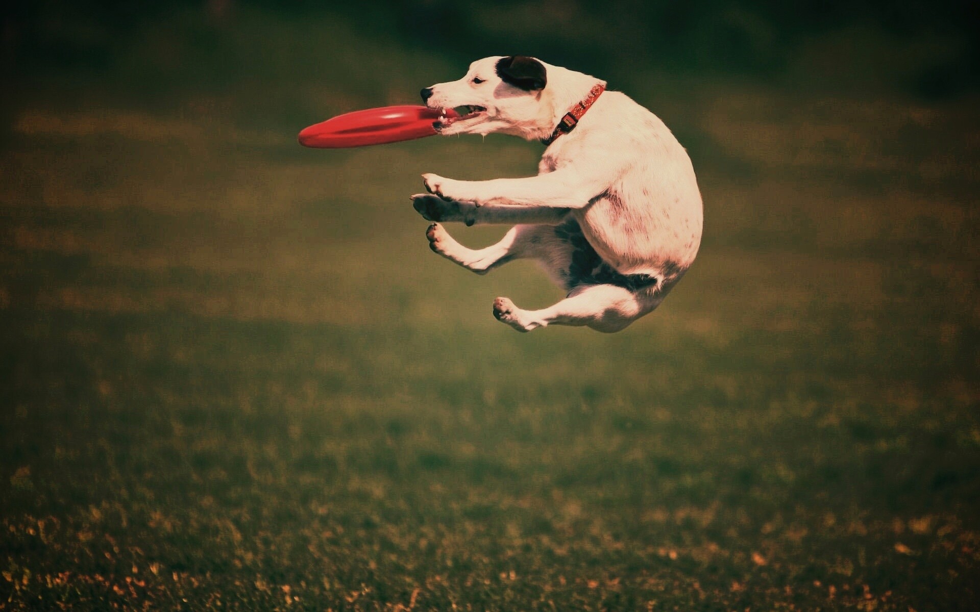 Ловкач обои