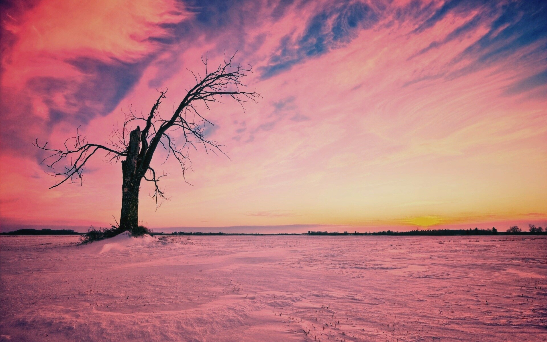 Сломанное дерево в снежной тундре обои