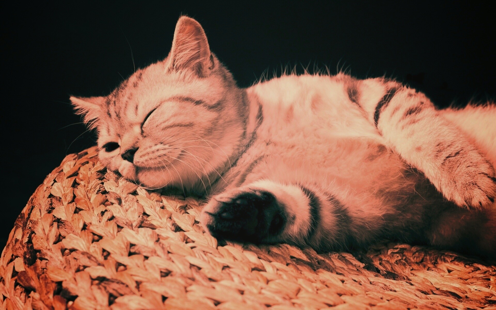 Пушистый кот спит на корзине обои
