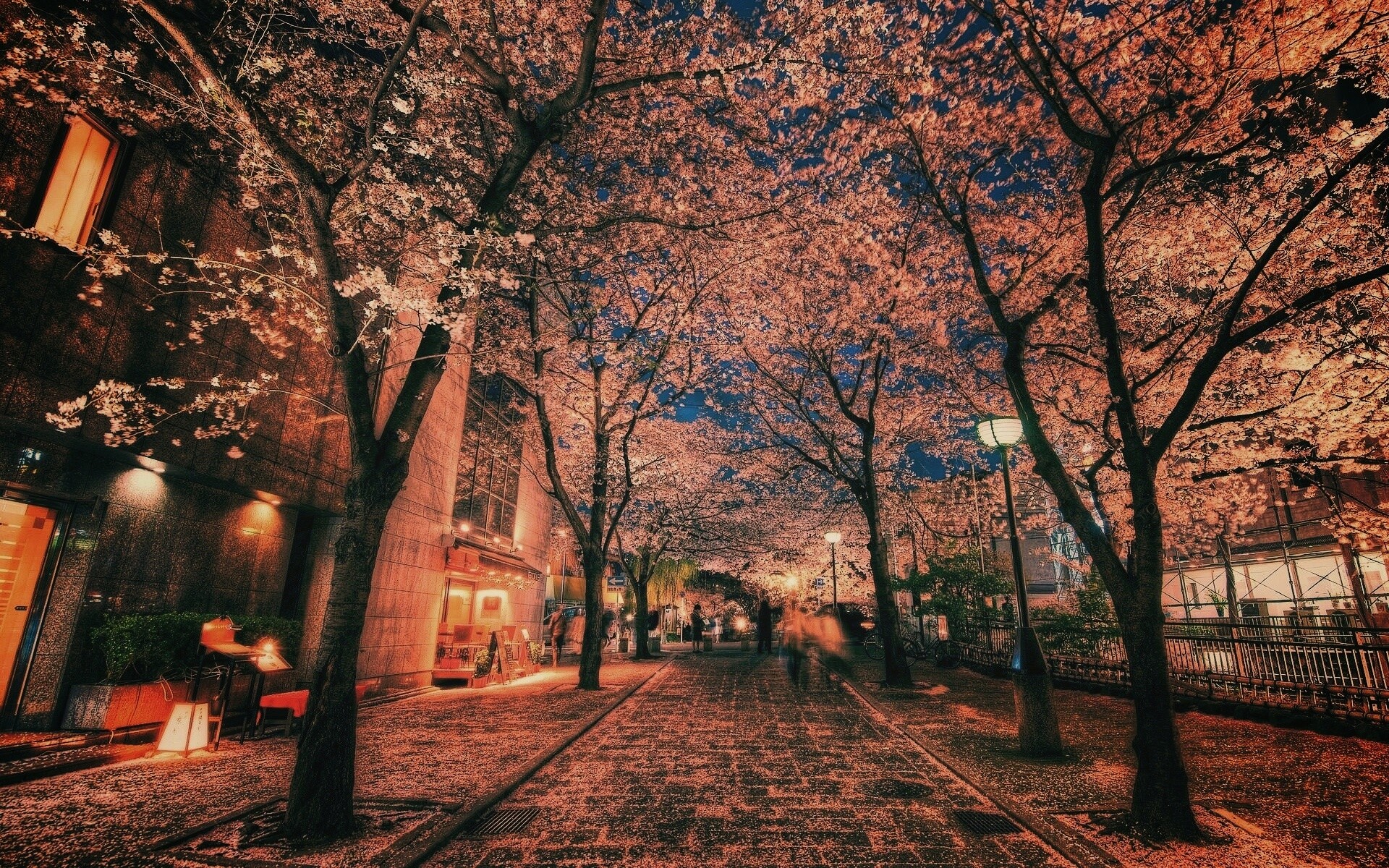 Аллея лепестков обои