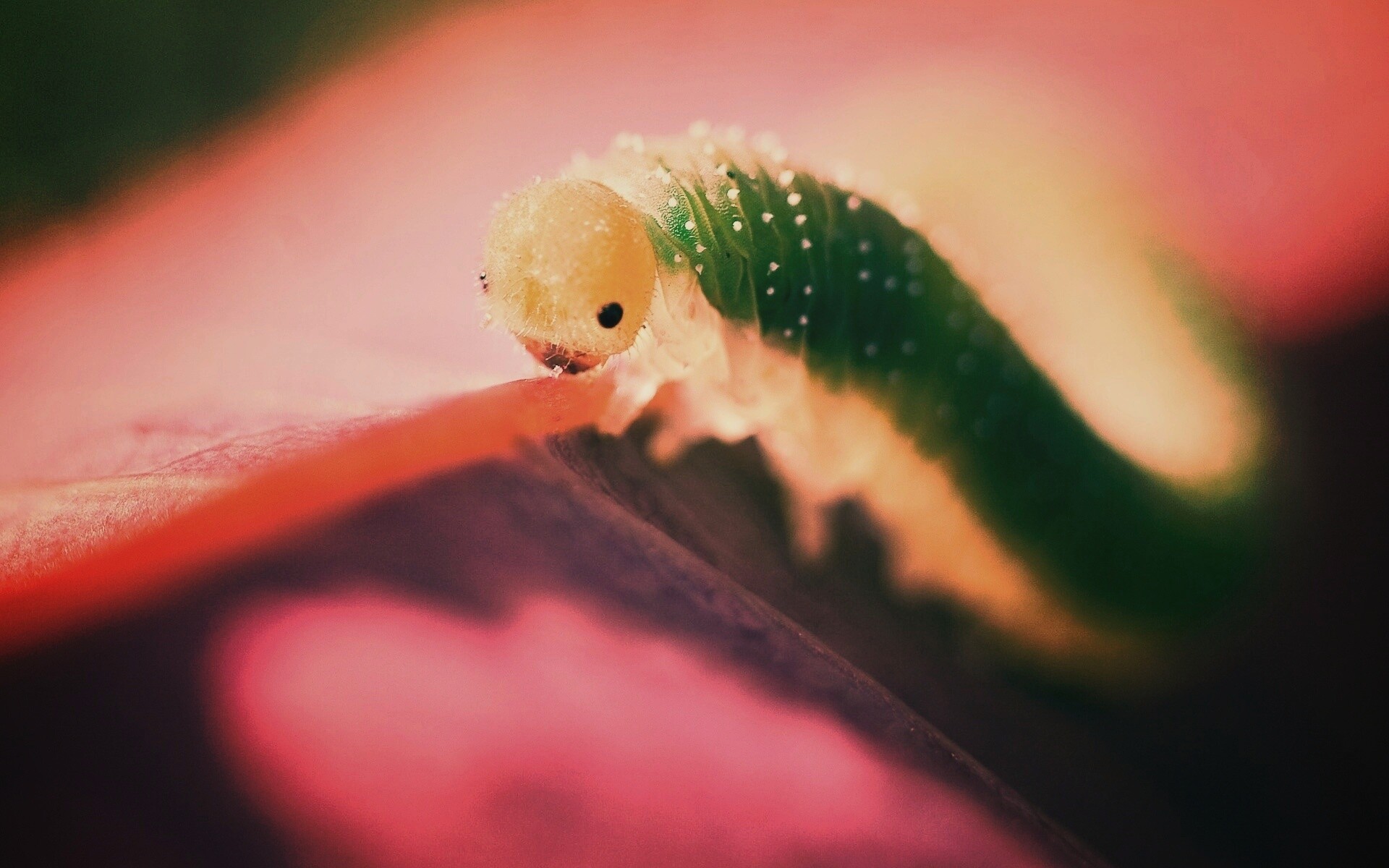 Гусеница бабочки на лепестке обои