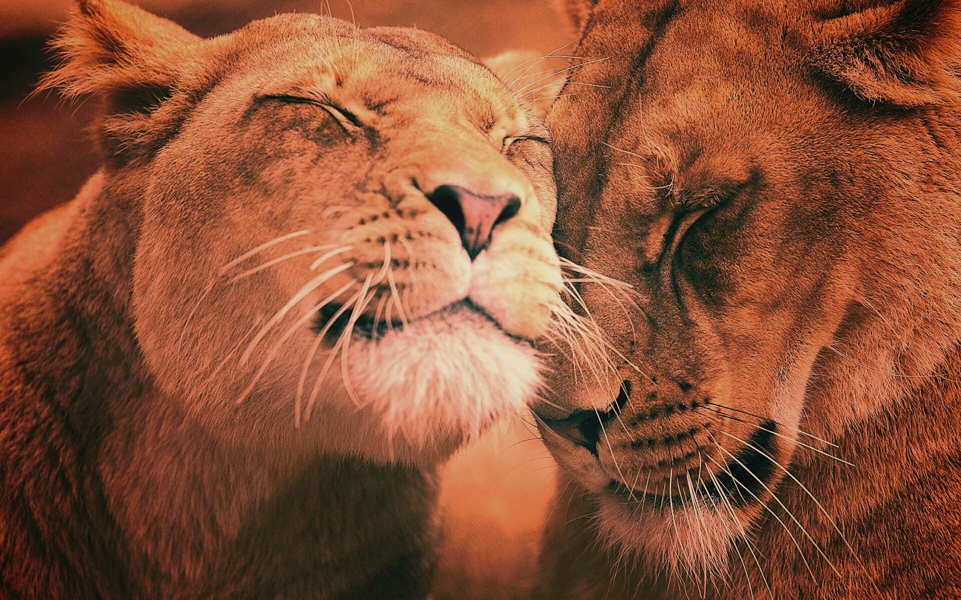 Нежные львы обои