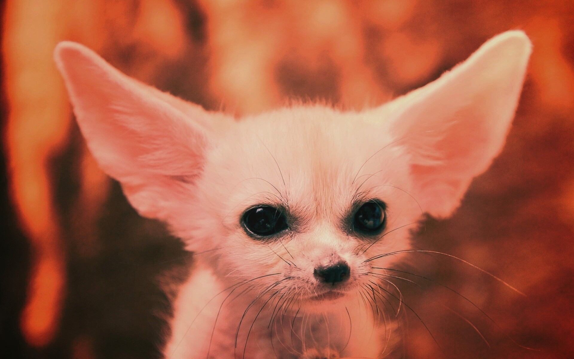 Угрюмый ушан обои