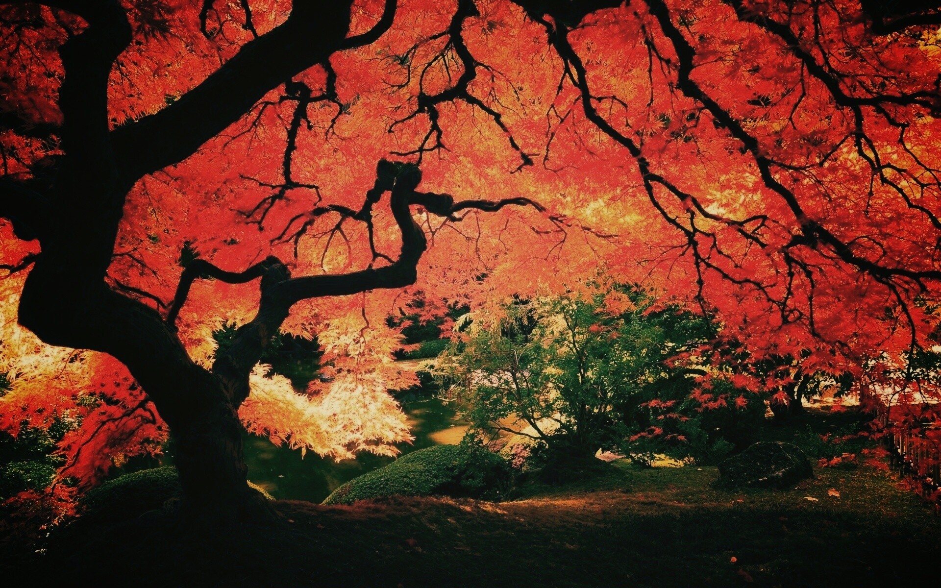 Под оранжевой кроной обои