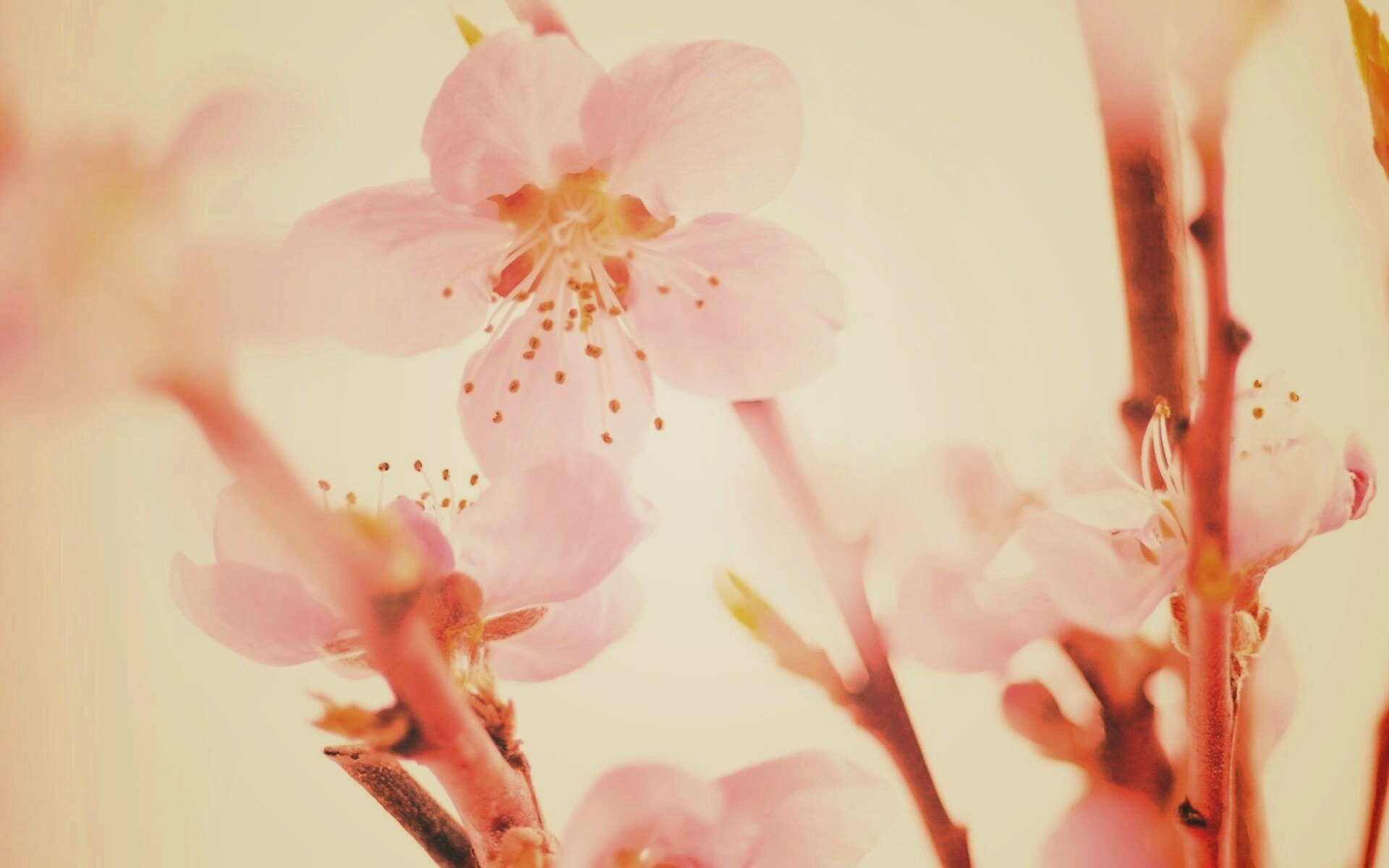 Нежные розовые цветы обои