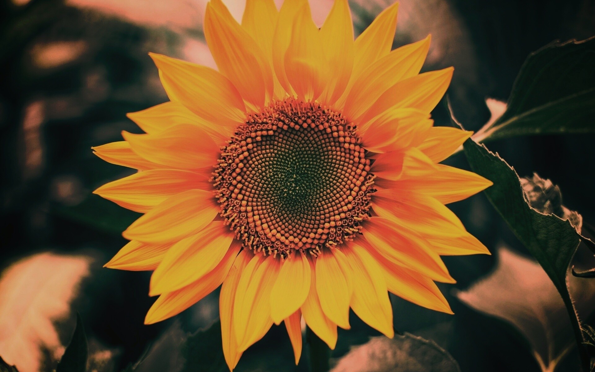 Подсолнух на поле обои