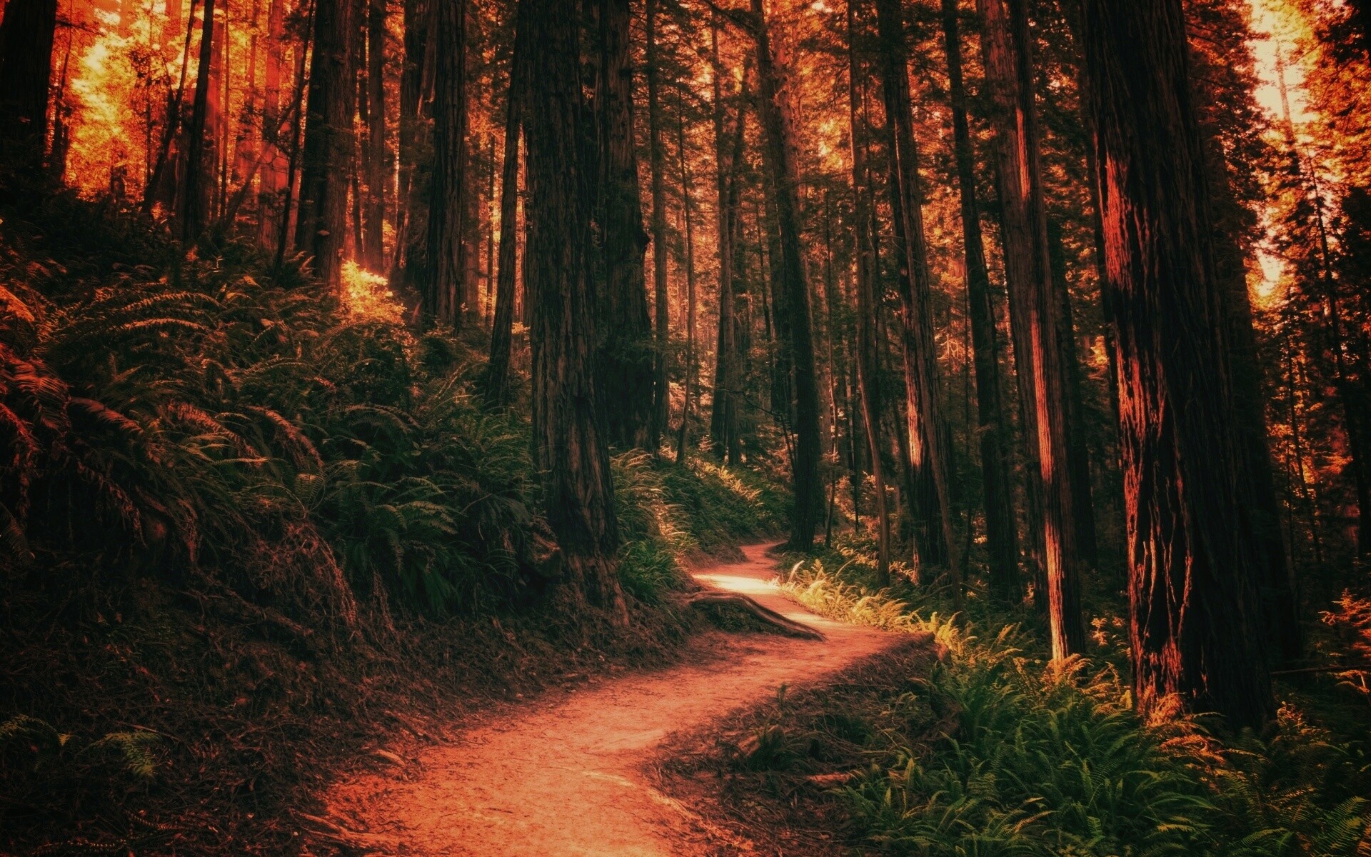 Лесной пейзаж обои