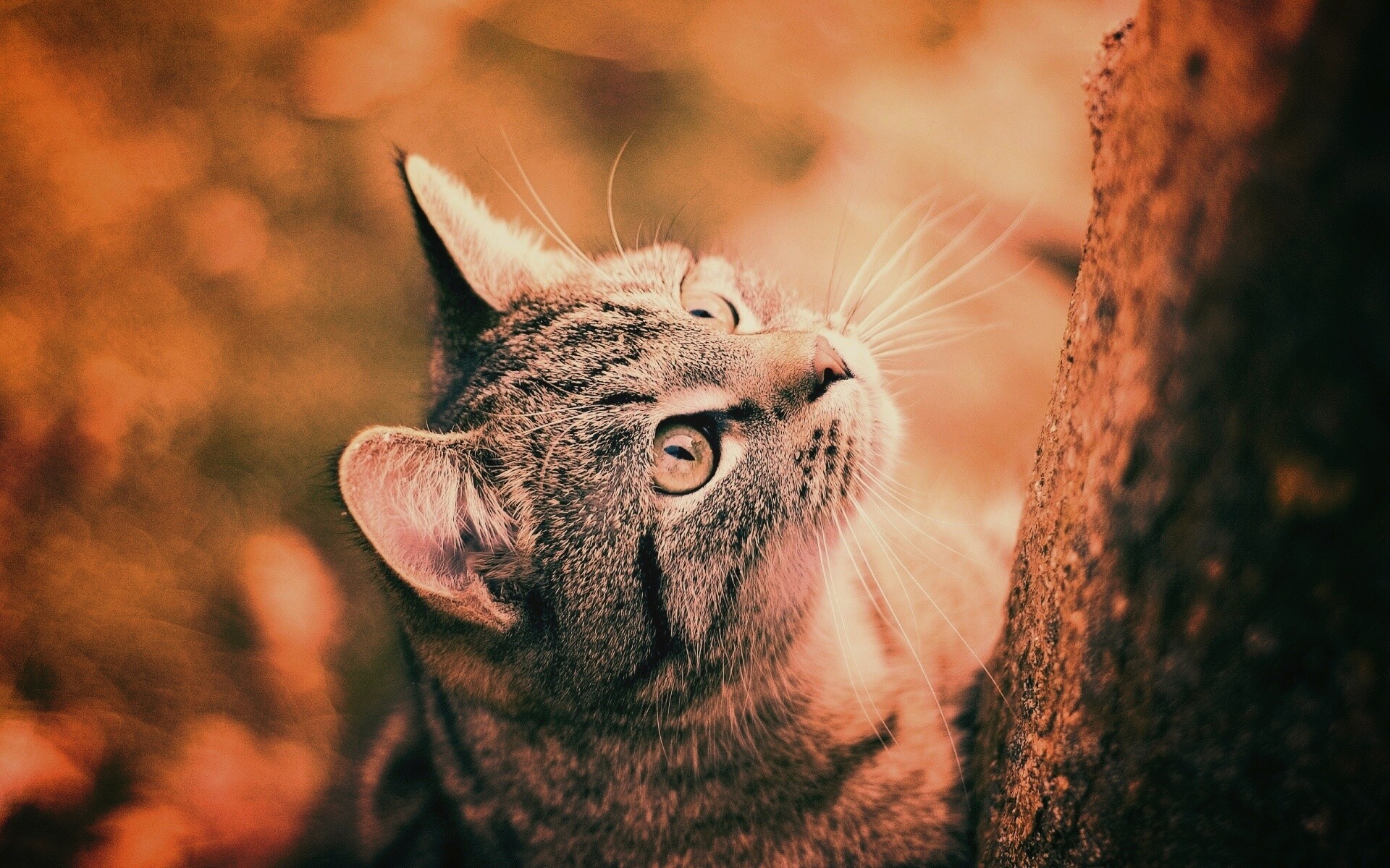 Кошак на дереве обои