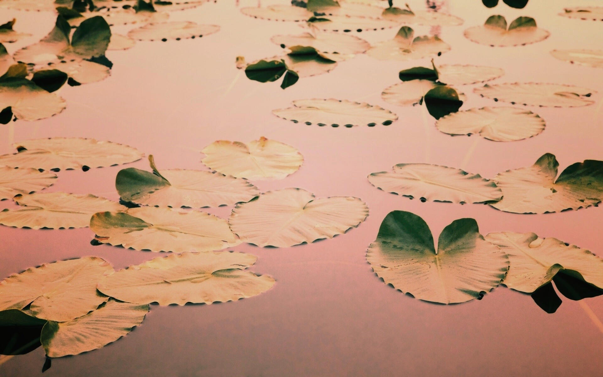 Плавающие листья обои