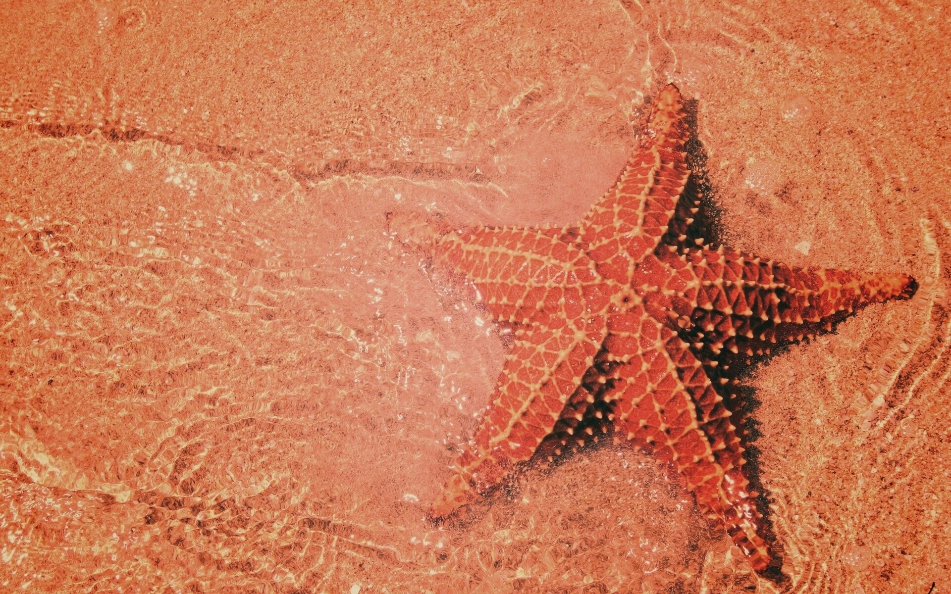 Морская звезда обои