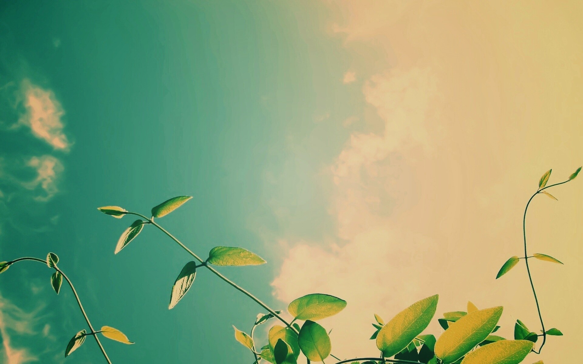 Зеленые ветви на фоне голубого неба обои