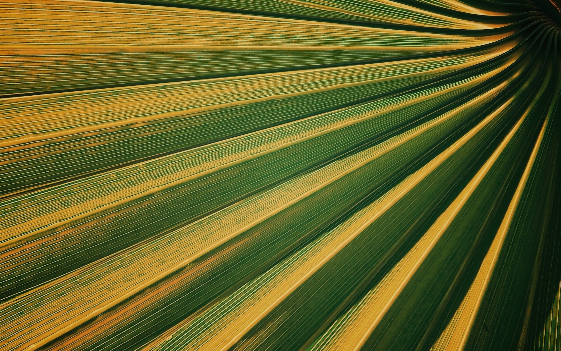 Зеленый пальмовый лист обои